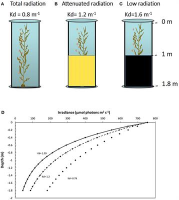 Solar Radiation as an Isolated Environmental Factor in an Experimental Mesocosm Approach for Studying Photosynthetic Acclimation of Macrocystis pyrifera (Ochrophyta)